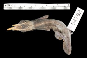 Media type: image;   Herpetology R-54792